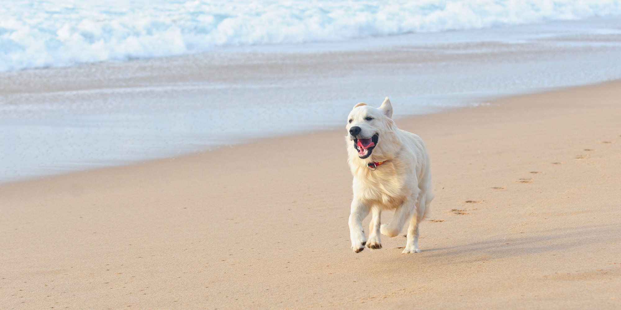 Cape Cod PetFriendly Vacation Rentals Del Mar